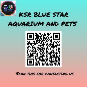 KSA BLUE STAR AQUARIUM & PETS