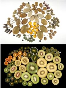 Kiwi (3)