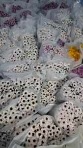 Sreeram Flora (9)